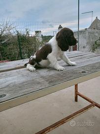 Cuccioli di Springer