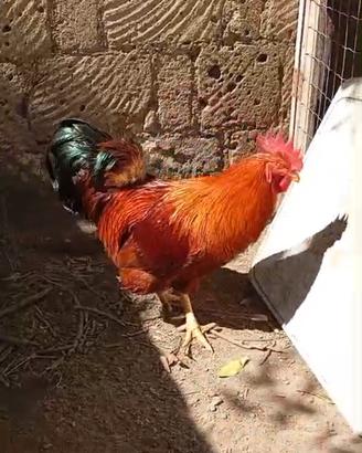 S.cambio New Hampshire