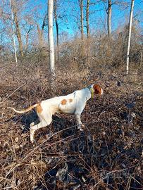 Pointer