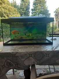 Aquario di pesce