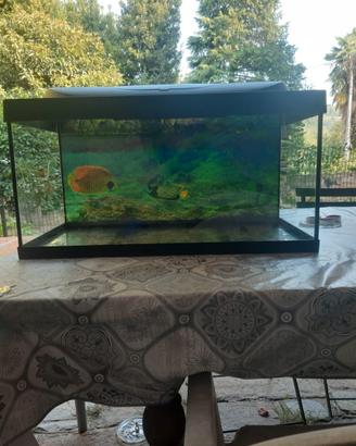 Aquario di pesce