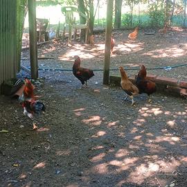 Animali