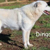 Dingo, dolcissimo lupetto color ghiaccio