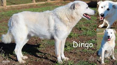 Dingo, dolcissimo lupetto color ghiaccio