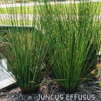 Piante per la fitodepurazione