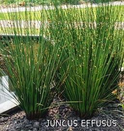 Piante per la fitodepurazione