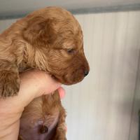 Cuccioli barboncini toy