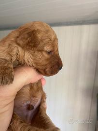 Cuccioli barboncini toy