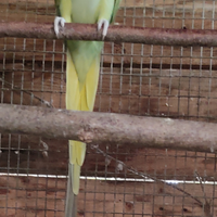 Parocchetti dal collare