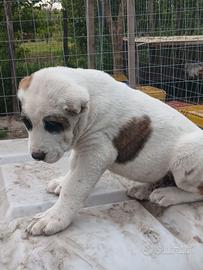 Cuccioli di pastore asia centrale