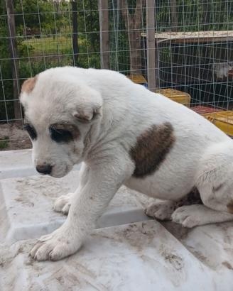 Cuccioli di pastore asia centrale