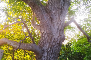 Tronco Di Noce Ancora Nel Terreno Non Taglia