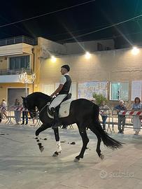Andaluso morello