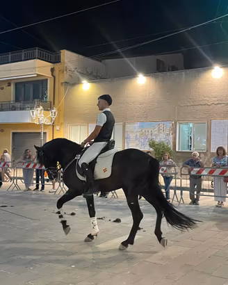 Andaluso morello