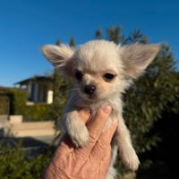 Cucciolo di chihuahua