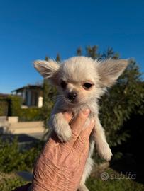 Cucciolo di chihuahua