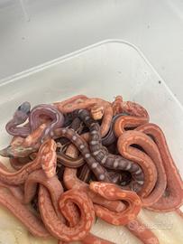 Serpenti del grano