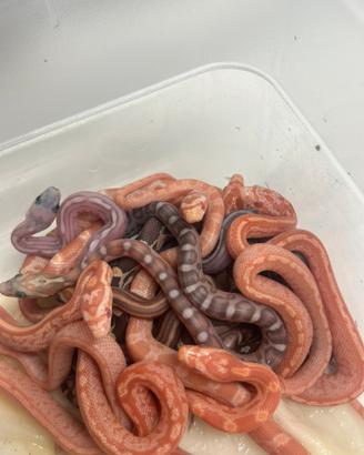 Serpenti del grano