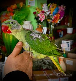 Parrocchetto Grande Alessandrino