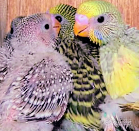 Pulli pappagallini ondulati da allevare a mano