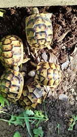 Tartarughe di terra con Cites Commerciale 2024
