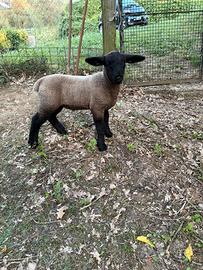 Agnello Suffolk
