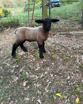 Agnello Suffolk