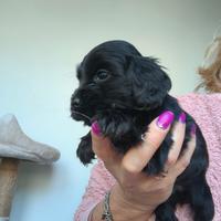 Cocker Spaniel con Pedigree Enci cuccioli