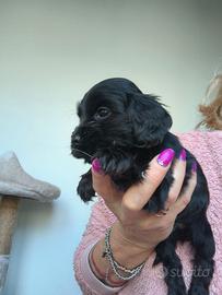 Cocker Spaniel con Pedigree Enci cuccioli