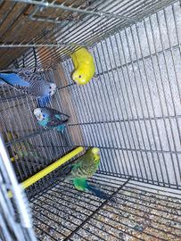Cocorite