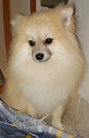 Cane spritz pomeriano