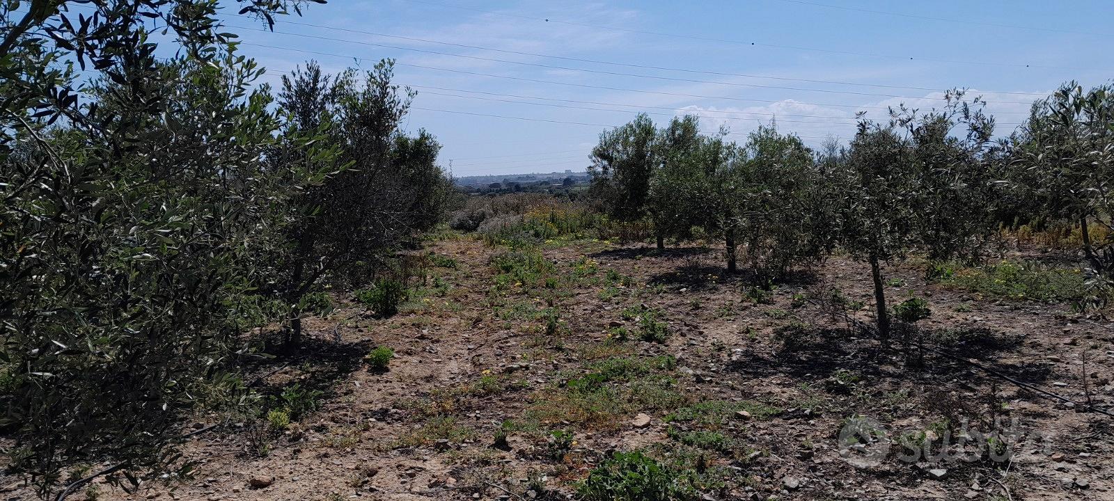 Giovane oliveto - Vista 5
