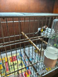 Cardellino femmina nostrano