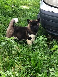 Akita Americano Femmina