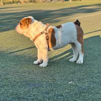 Bulldog inglese per monta