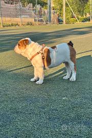 Bulldog inglese per monta