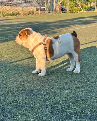 Bulldog inglese per monta