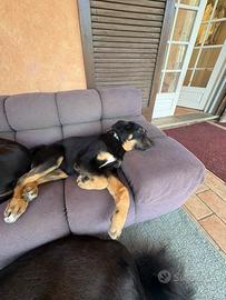 Cane da Pastore dell' Asia Centrale