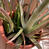 Pianta BABY Aloe vera