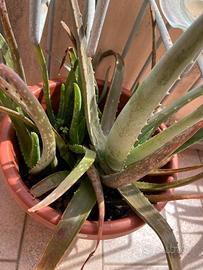 Pianta BABY Aloe vera