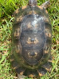 Tartaruga di terra