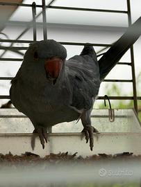 Pappagallo