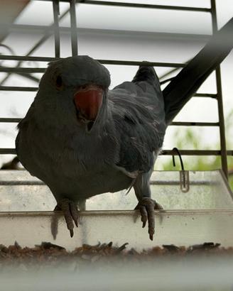Pappagallo