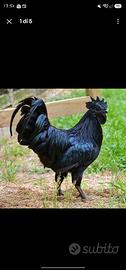 cemani e brhama