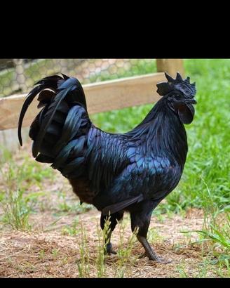 cemani e brhama