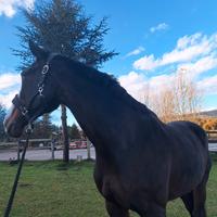 Vendita fattrice da salto