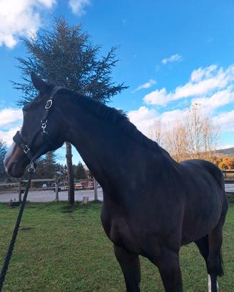 Vendita fattrice da salto