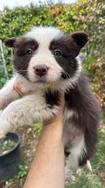 Cuccioli di Border Collie