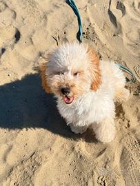 Barboncino nano 8 mesi