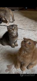 Scottish fold maschi
